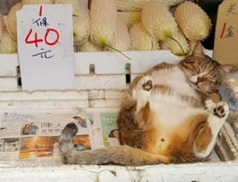 貓在菜攤上呼呼大睡 身旁邊牌子令人笑噴！