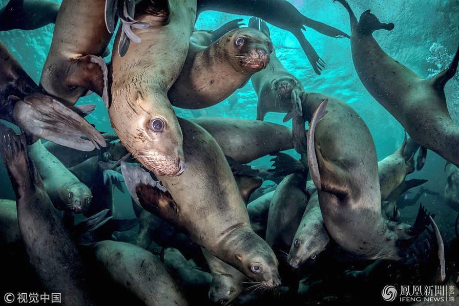 攝影師潛水拍照 遭大群海獅 「圍觀」