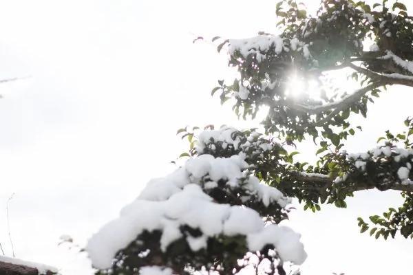 有梅無雪不精神  有雪無詩俗了人！