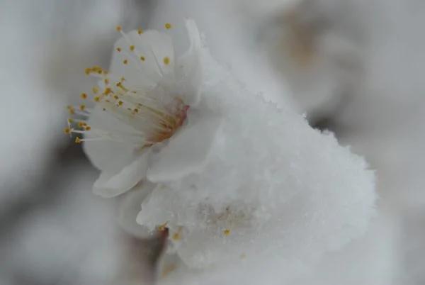 有梅無雪不精神  有雪無詩俗了人！