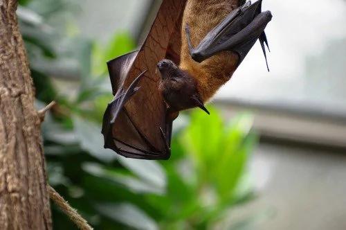 科學家翻譯蝙蝠叫聲 發現它們都在吵架