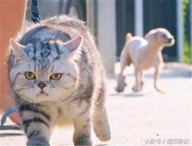 主人養了一隻長得像流氓的貓 網友：這惹不起啊！