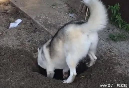 呆萌哈士奇辛苦挖了個大洞 坐進去時 蠢萌樣子笑壞主人！