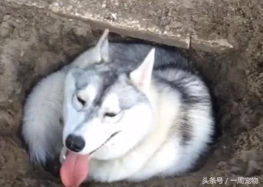 呆萌哈士奇辛苦挖了個大洞 坐進去時 蠢萌樣子笑壞主人！