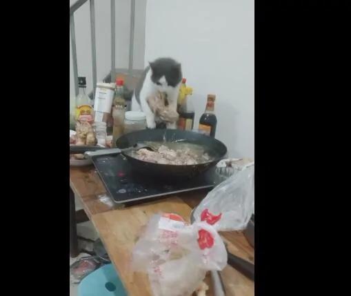 貓咪偷熱鍋里的肉 叼起肉瞬間從桌子上跳下來就跑 主人無奈！