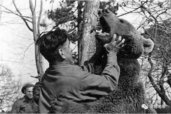 一隻充滿傳奇色彩的大熊 不僅打過「二戰」 還獲頒軍銜！
