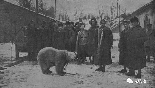 一隻充滿傳奇色彩的大熊 不僅打過「二戰」 還獲頒軍銜！