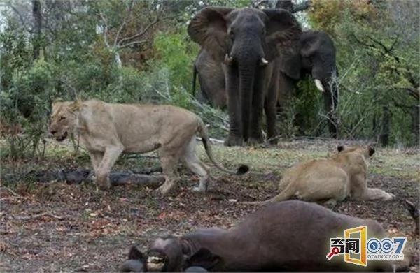 野牛遭獅群攻擊 大象群前來支援 可惜為時已晚