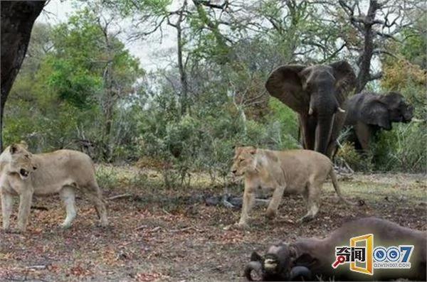 野牛遭獅群攻擊 大象群前來支援 可惜為時已晚