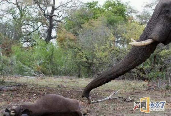 野牛遭獅群攻擊 大象群前來支援 可惜為時已晚