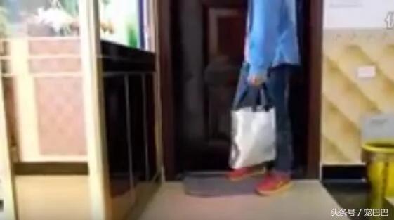 爸爸讓狗狗照顧寶寶，他出去買嘢 結果返嚟時看到「這一幕」！