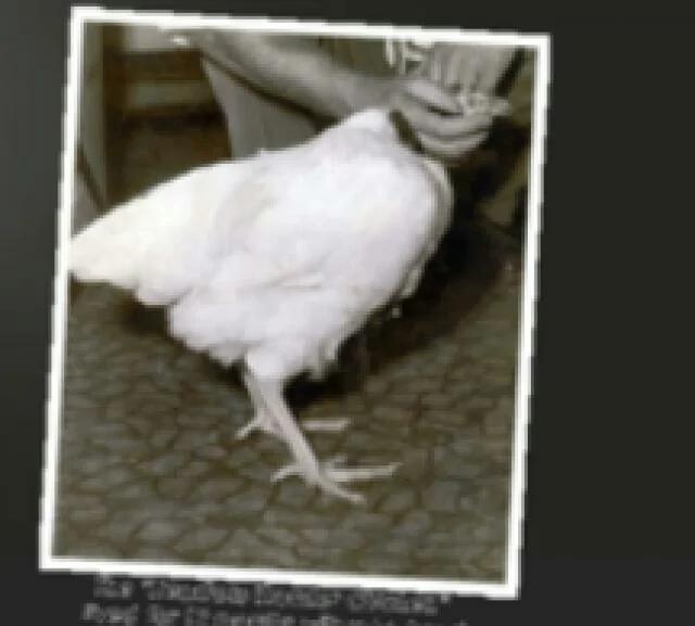 一隻被砍下頭顱 仍活了18個月的不死雞，超奇特！