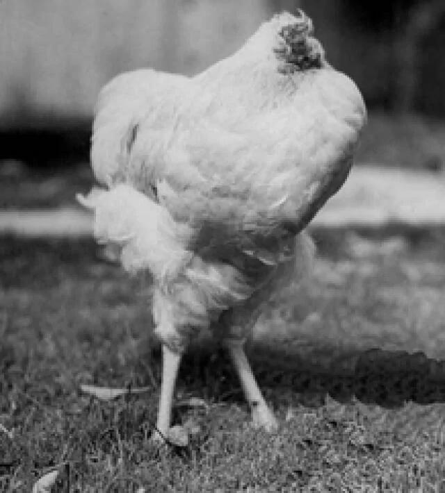 一隻被砍下頭顱 仍活了18個月的不死雞，超奇特！