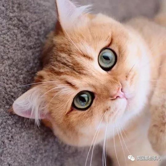一隻自帶眼線的橘貓…這自帶妝感的大眼睛 很妖艷