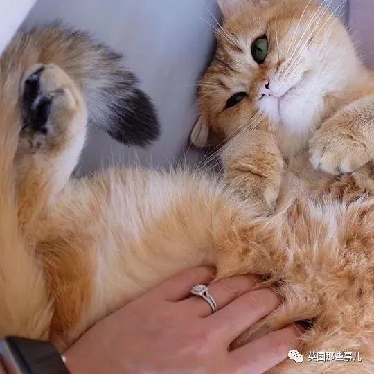 一隻自帶眼線的橘貓…這自帶妝感的大眼睛 很妖艷