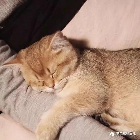 一隻自帶眼線的橘貓…這自帶妝感的大眼睛 很妖艷