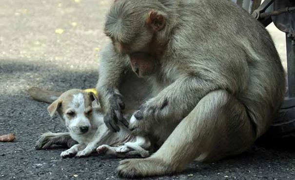 猴子媽媽將狗寶寶「當自己孩子照顧」 食物先讓狗寶寶吃 讓人感動！