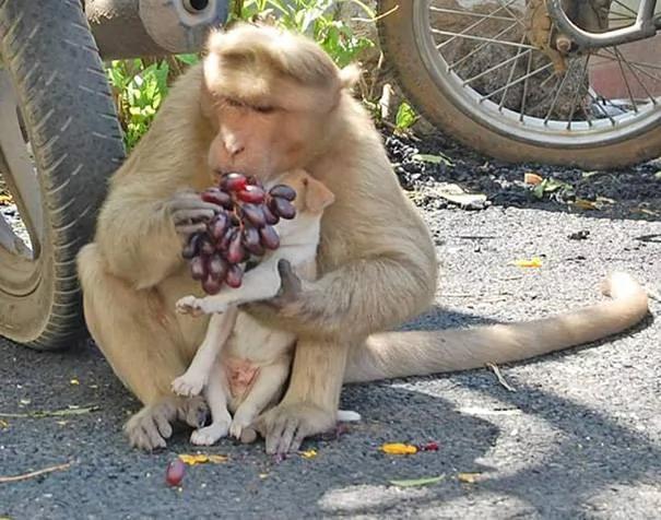猴子媽媽將狗寶寶「當自己孩子照顧」 食物先讓狗寶寶吃 讓人感動！