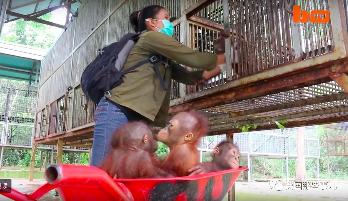 全世界最特別的幼兒園：學生全係小猩猩