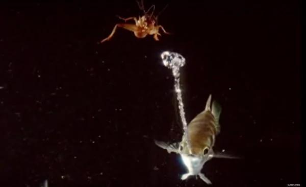 射水魚暗夜噴水 沒想到這竟係它捕獵的獨家絕招！