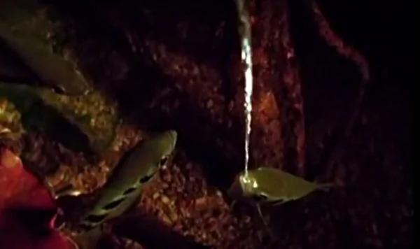 射水魚暗夜噴水 沒想到這竟係它捕獵的獨家絕招！