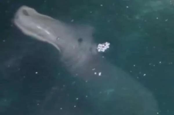 衛星拍到的「照片」 原來「大海」里咩都有 水怪傳講難道都係真嘅！
