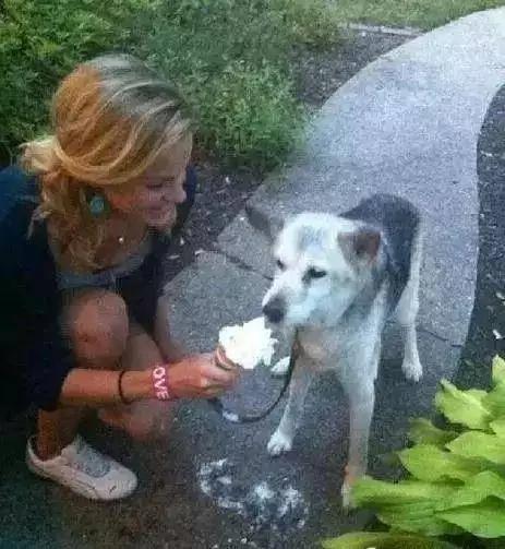 狗狗即將死亡 為了讓它沒有遺憾的走 主人送了它渴望16年的禮物！