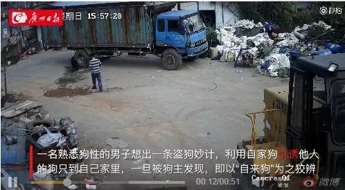 醉了!男子為盜別人家名犬 派自家狗使出"美狗計"