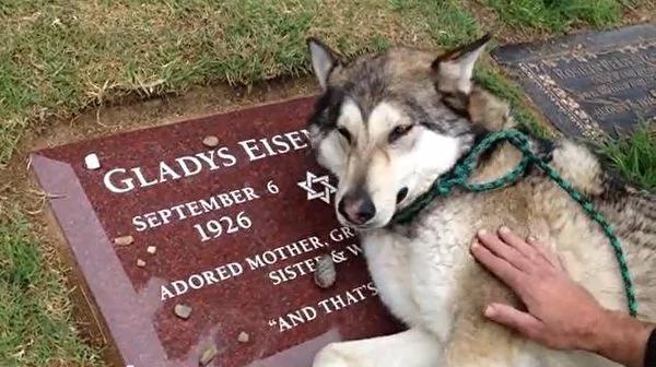 飼主到墓園弔唁祖母 沒想到狗狗倒卧墓前 做出驚人之舉 令飼主備感安慰！