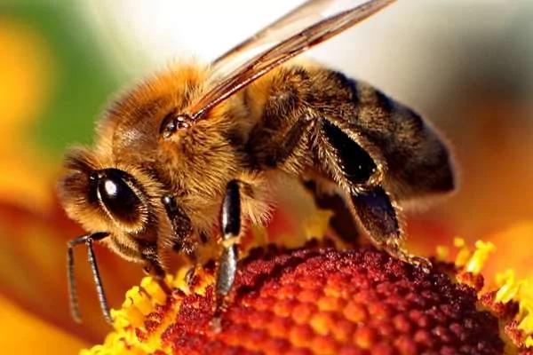 「50萬隻」蜜蜂一夕死光 蜂農欲哭無淚 兇手居然係兩個未滿「15歲」的男孩！