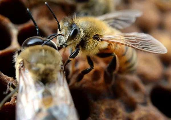 「50萬隻」蜜蜂一夕死光 蜂農欲哭無淚 兇手居然係兩個未滿「15歲」的男孩！