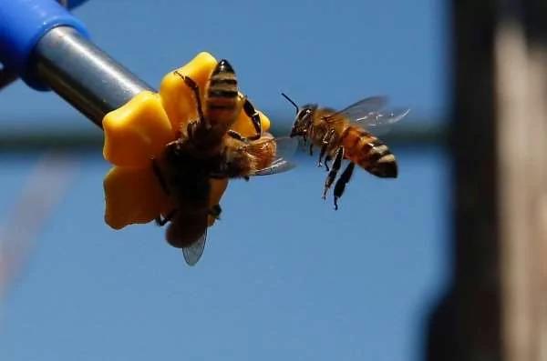 「50萬隻」蜜蜂一夕死光 蜂農欲哭無淚 兇手居然係兩個未滿「15歲」的男孩！
