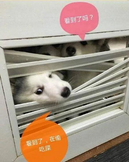 網友養了9隻二哈 主人在上廁所 9隻二哈破門而入 場面相當慘烈！