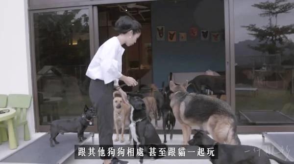 這位女人在家養了100隻狗狗 被愛狗的人贊爆！