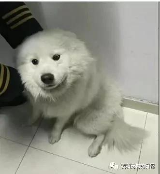 這係一隻獨自旅行的薩摩耶 坐了兩站地鐵去遊玩 主人還不知道它走失！