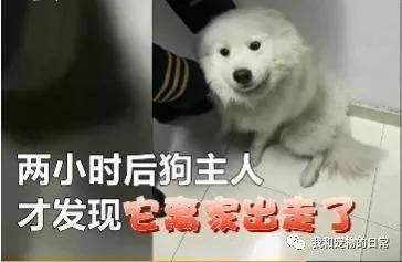 這係一隻獨自旅行的薩摩耶 坐了兩站地鐵去遊玩 主人還不知道它走失！