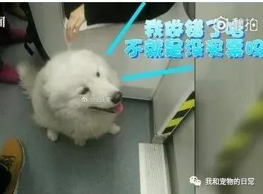 這係一隻獨自旅行的薩摩耶 坐了兩站地鐵去遊玩 主人還不知道它走失！