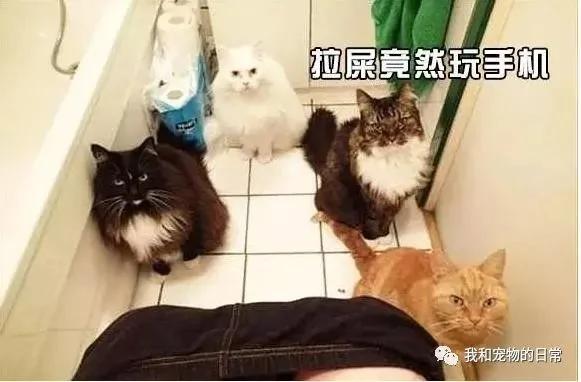 家裡的貓咪每上一次廁所就要瘋一次 原來係因為這個…