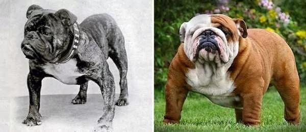 這些狗狗「100年」前後居然差那麼多 有些狗狗跟祖先越來越不像！
