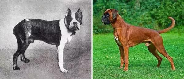 這些狗狗「100年」前後居然差那麼多 有些狗狗跟祖先越來越不像！