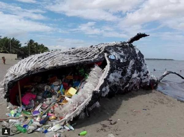 減少使用「塑膠袋」有那麼重要嗎？睇吓這隻擱淺在沙灘鯨魚 你絕對會震撼！