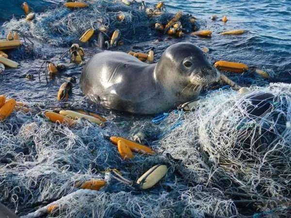 減少使用「塑膠袋」有那麼重要嗎？睇吓這隻擱淺在沙灘鯨魚 你絕對會震撼！