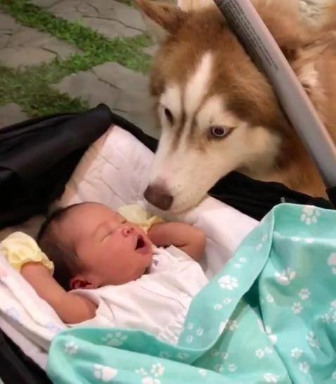 哈士奇對剛出世的寶寶超好奇 超近看他 狗狗：就係這個味道！