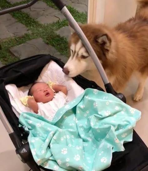 哈士奇對剛出世的寶寶超好奇 超近看他 狗狗：就係這個味道！