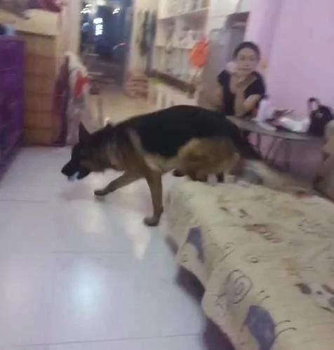 狗狗看見男子打女主人 立馬撲了上去 將男子制服！