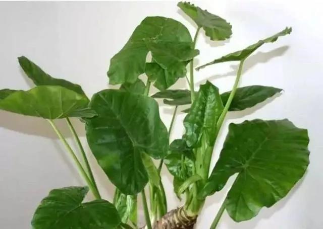熱帖:這7種有毒花太危險 家有老人小孩的要注意了
