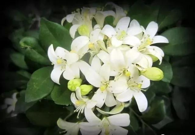 熱帖:這7種有毒花太危險 家有老人小孩的要注意了