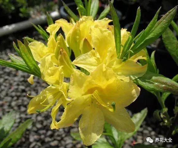 熱帖:這7種有毒花太危險 家有老人小孩的要注意了