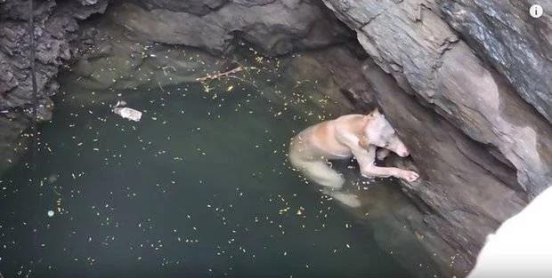 狗狗受困超深水井幾乎絕望 救援人員趕到後它的反應讓人感動！