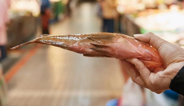魚達人李嘉亮╳白尚儒：魚販沒說的識魚秘密